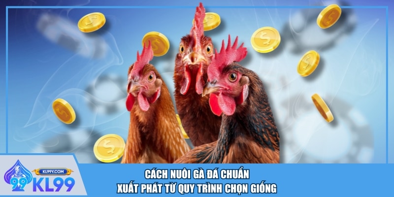 Cách nuôi gà đá chuẩn xuất phát từ quy trình chọn giống