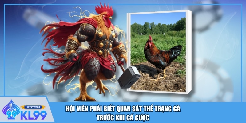 Hội viên phải biết quan sát thể trạng gà trước khi cá cược